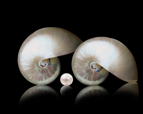 nautilos-5006339_1280 - RITZ GLANDE|札幌のジュエリー修理・リフォーム・リペア専門店 真珠